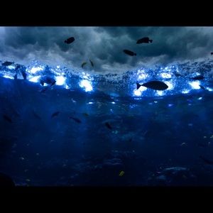 Meet your Posher, Saron